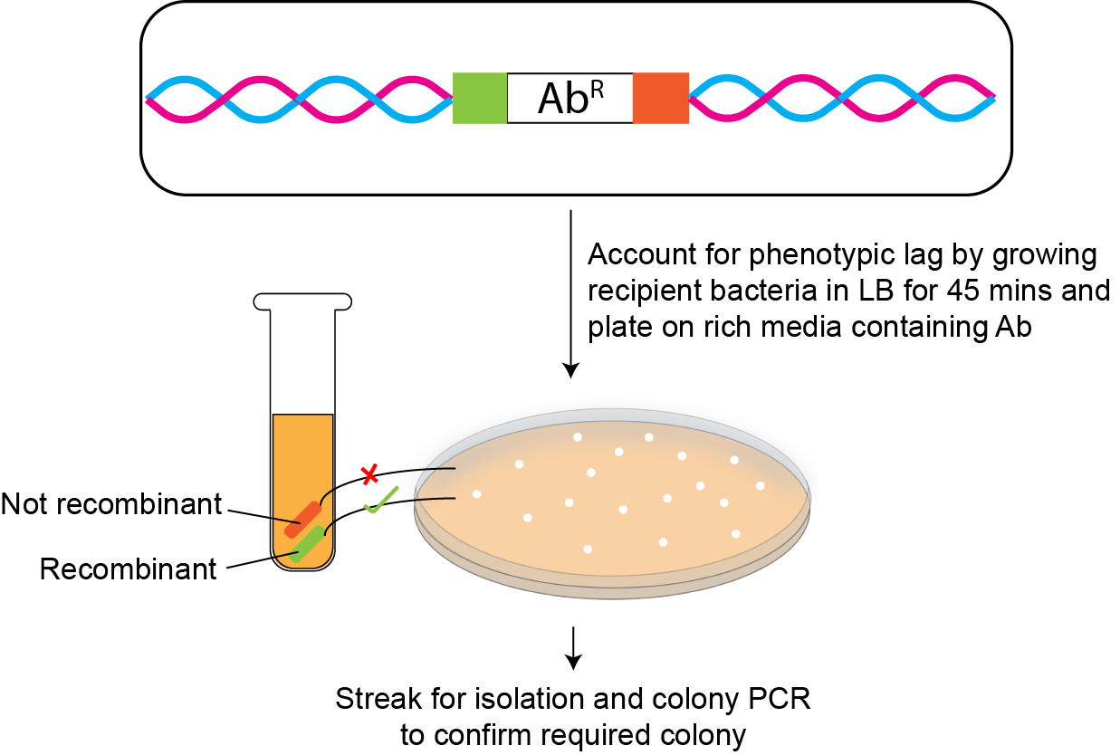 Lambda Red Mediated GoldBio